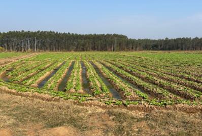 “中國梅菜之鄉(xiāng)”的產業(yè)進階之路