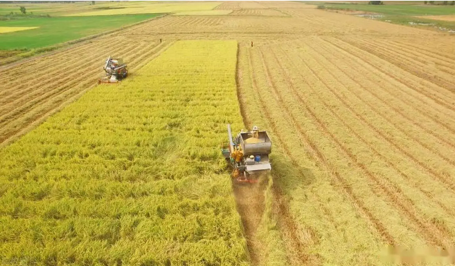 糧食補(bǔ)貼應(yīng)從“拆盲盒”變“明碼標(biāo)”