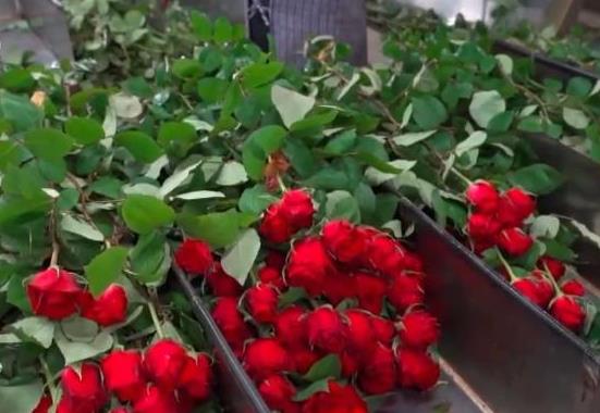 節(jié)后鮮花消費(fèi)熱度不減 “美麗經(jīng)濟(jì)”延續(xù)火熱行情