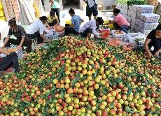 去年福建水果出口同比增長10.5%