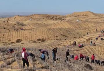 1954萬畝！內(nèi)蒙古2024年完成防沙治沙任務(wù)居全國(guó)首位