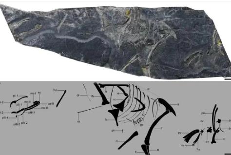 福建發(fā)現目前世界上最古老的鳥類化石之一“政和八閩鳥”