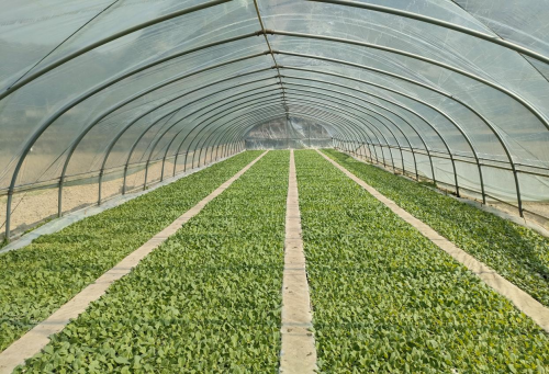 廣西隆林：精心呵護(hù)“振興苗”，繪就鄉(xiāng)村振興新篇章