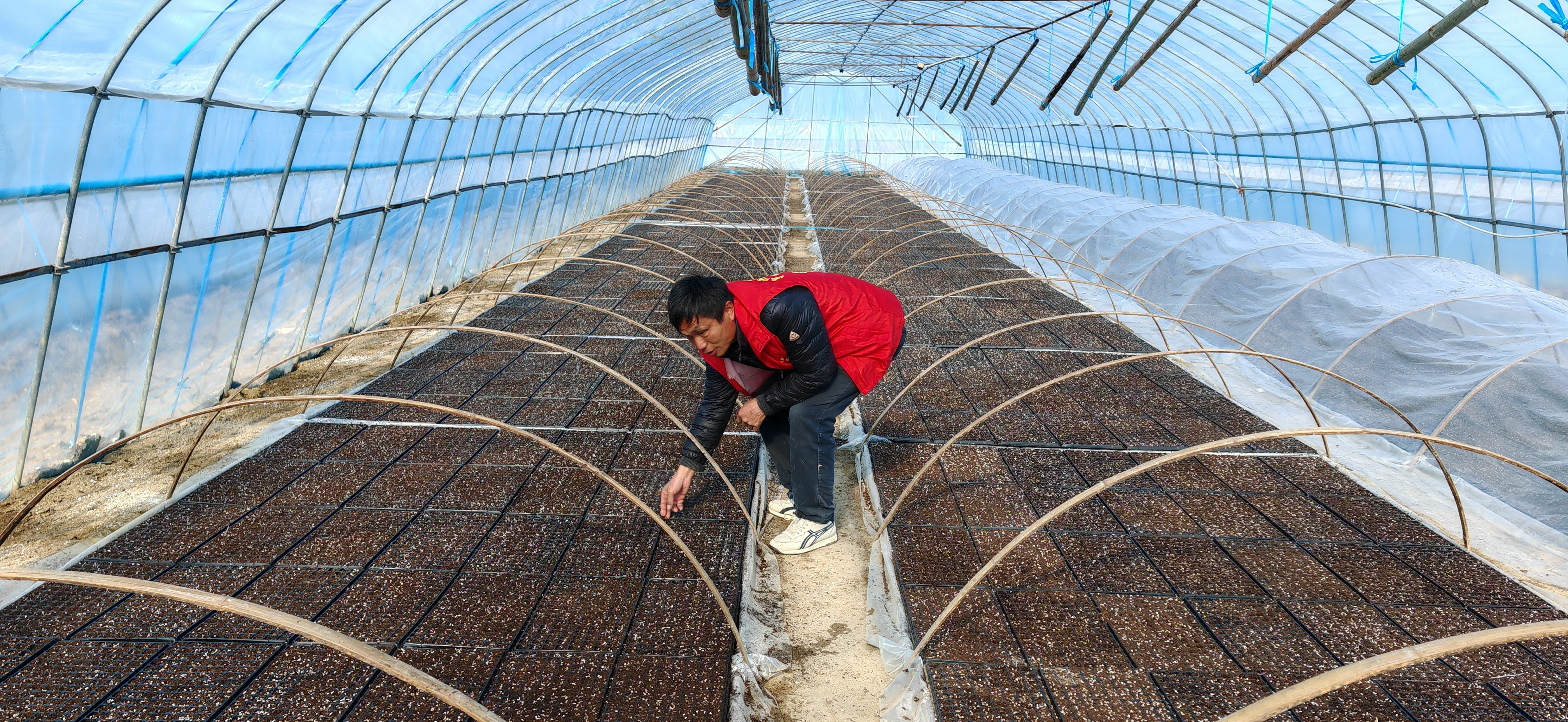 育苗隊(duì)長的堅(jiān)守與奉獻(xiàn)：播撒希望的種子，孕育豐收的輝煌