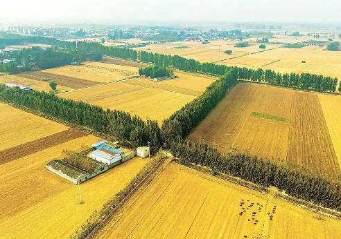 暢通農(nóng)田“毛細(xì)血管” 河南發(fā)布草木推薦名錄