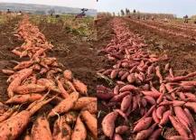 河南汝陽：年產(chǎn)值超2億，“薯光”成“高光”