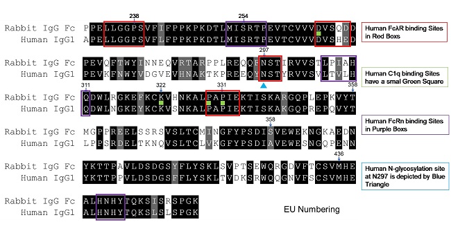 突破傳統(tǒng)，F(xiàn)cZero-rAb?新型Fc沉默流式抗體正式上線！