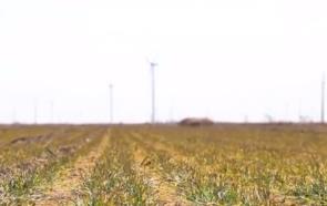 因苗因地把“麥”問診 科技助力各地繪好“春耕圖”