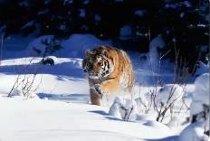 黑龍江省全面推進(jìn)東北虎等珍稀瀕危野生動(dòng)物及其棲息地保護(hù)工作