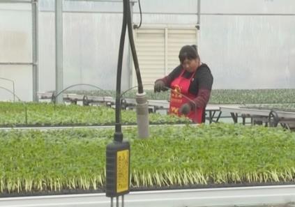 一部手機(jī)就能掌握育苗情況 “指尖上的春管”盡顯農(nóng)業(yè)高質(zhì)量發(fā)展