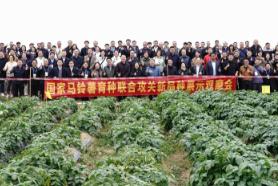 國家馬鈴薯育種聯(lián)合攻關(guān)助力冬作馬鈴薯產(chǎn)業(yè)發(fā)展
