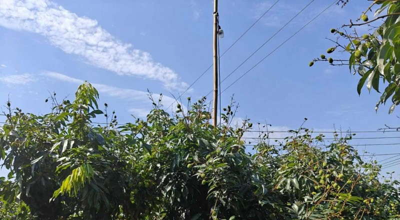 光驅(qū)避技術(shù)點(diǎn)亮綠色農(nóng)業(yè)：荔枝蛀蒂蟲防控率超97%