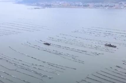 海產(chǎn)養(yǎng)殖步入收獲季 海上牧場喜迎豐年盛景