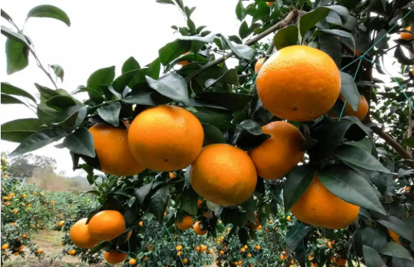 “中國沃柑之鄉(xiāng)”南寧市武鳴區(qū)：延鏈增收煥發(fā)新氣象