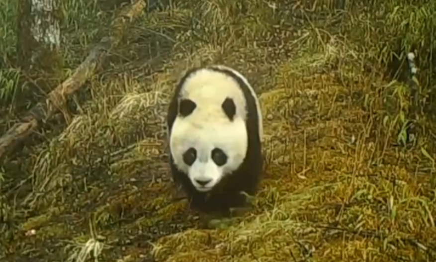 我國(guó)野生動(dòng)植物旗艦物種種群數(shù)量持續(xù)增長(zhǎng)