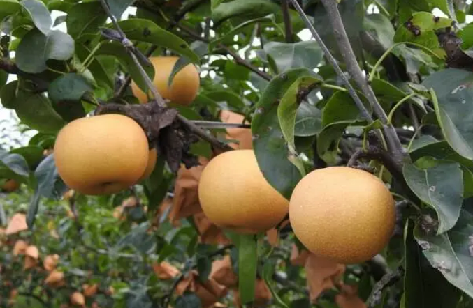 “中國梨鄉(xiāng)”山東萊陽數(shù)智化轉(zhuǎn)型成為產(chǎn)業(yè)升級新引擎