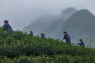 浙江武義：“中國有機(jī)茶之鄉(xiāng)”春茶開采
