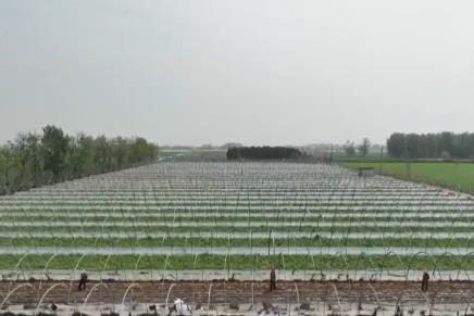 科技賦能農(nóng)業(yè)生產(chǎn) “良種+托管”夯實(shí)糧食豐收基礎(chǔ)