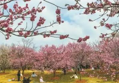 錯峰游玩，今年推夜間賞櫻