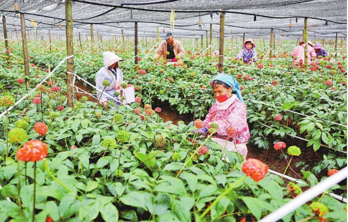 深入推進高質(zhì)量融合發(fā)展 云南白藥集團為鄉(xiāng)村振興注入持久動力