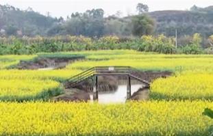 春暖花開時(shí)踏春賞景逐漸火熱 以花為“媒”促“春日經(jīng)濟(jì)”盛放