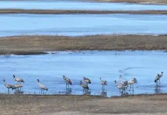 “中國白鶴之鄉(xiāng)”迎來首批北歸候鳥
