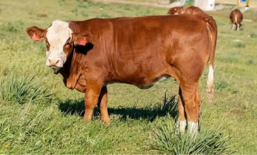 我國(guó)自主培育的華西牛將首次出口海外