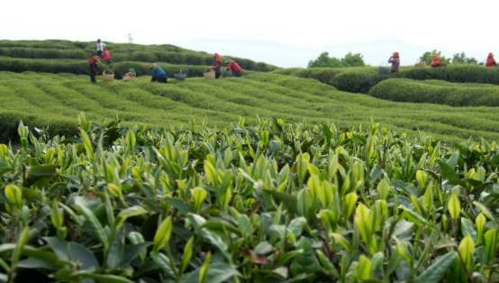 “中國白茶之鄉(xiāng)”福建福鼎白茶產(chǎn)業(yè)蓬勃發(fā)展