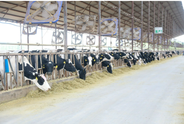 國內(nèi)首個畜牧業(yè)碳排放數(shù)據(jù)集獲北京數(shù)據(jù)知識產(chǎn)權(quán)登記