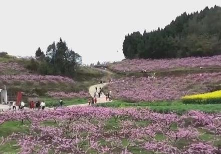 以“花”為媒、以“旅”促農(nóng) 勾勒鄉(xiāng)村振興新圖景