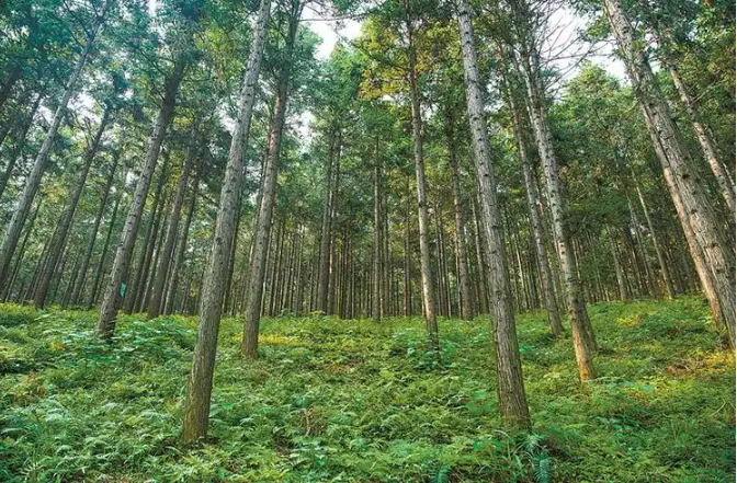 國家林草局修訂發(fā)布國家儲備林樹種目錄