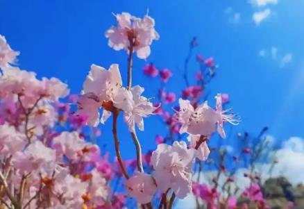 從黃河花海到沙漠那達慕 內(nèi)蒙古發(fā)布春季文旅“體驗菜單”