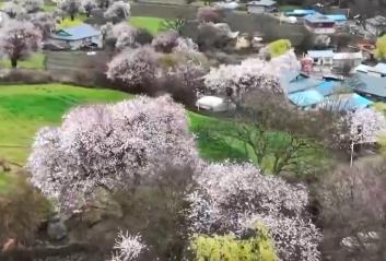 快閃、踏青、沉浸式……熱度高！清明文旅市場(chǎng)一路繁花有“新”意