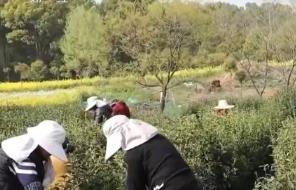 農事體驗催熱春日民宿經濟 “民宿+產業(yè)”融合帶動村民就業(yè)增收