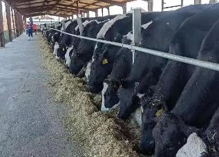 黑龍江省實(shí)施畜禽改良計劃