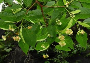 新物種+1 我國(guó)首次在巖溶地區(qū)發(fā)現(xiàn)椴樹(shù)屬植物