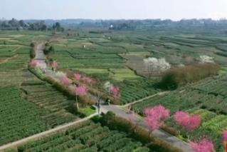 上茶山體驗(yàn)“采茶游”、跨城欣賞傳統(tǒng)戲曲 “新中式” 春日慢生活頗受青睞