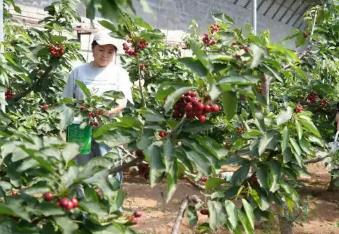“中國櫻桃之鄉(xiāng)”：長城腳下櫻桃紅滿枝