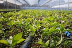 福建：農(nóng)業(yè)“加數(shù)度” 跑出興農(nóng)“加速度”