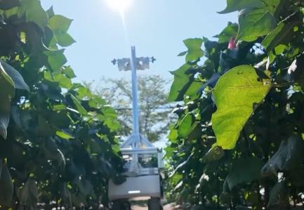 “AI+傳統(tǒng)育種” 讓農業(yè)種植插上智慧“翅膀”