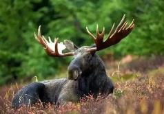 黑龍江省首批重點(diǎn)保護(hù)野生動植物名錄發(fā)布