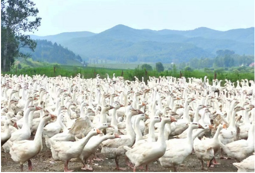 黑龍江林口縣：“鵝產(chǎn)業(yè)”全面起勢 助力縣域經(jīng)濟(jì)發(fā)展