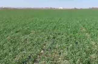 中東部氣溫驟降 對春耕春管影響幾何？如何應對？