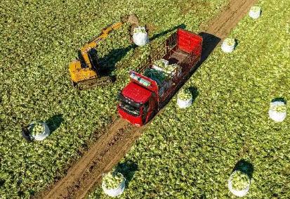 小酸菜撬動(dòng)大產(chǎn)業(yè) 遼寧沈陽全力打造“全國酸菜之鄉(xiāng)”