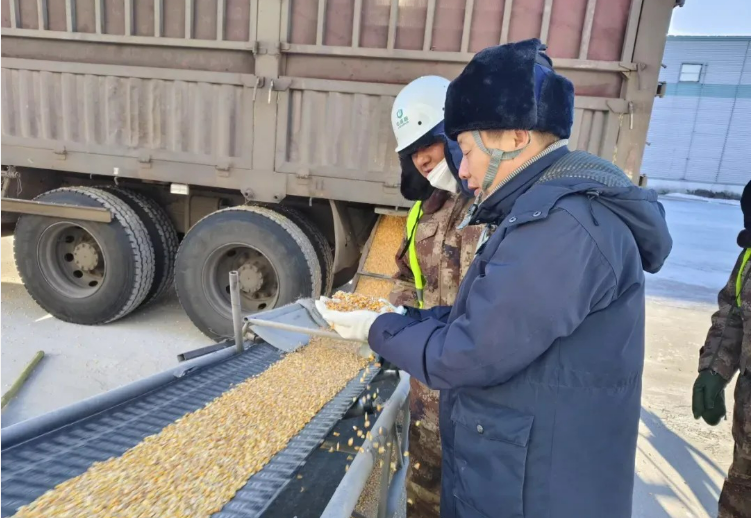 中儲糧集團跨省協(xié)作一盤棋 共繪秋糧收儲的豐收“糧”景