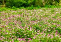 福建自主選育的紫云英品種省內(nèi)覆蓋率超60%