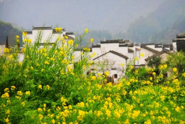 賞花經(jīng)濟(jì)：文旅融合下的產(chǎn)業(yè)升級新圖景