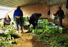 沙窩蘿卜被賣到全國各地 成農(nóng)民增收“利器”