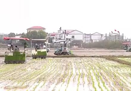 讓麥田喝上“聰明水”、百合種植新技術(shù)……清明時節(jié)農(nóng)事忙