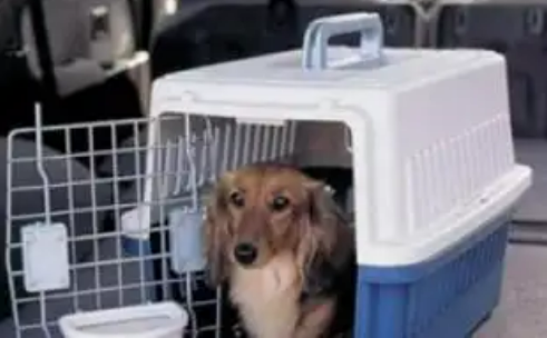 寵物貓狗可坐高鐵了！鐵路12306推出“寵物托運(yùn)”功能